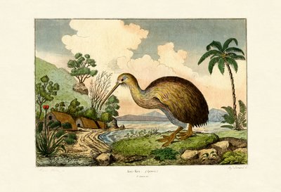 Kiwi by French School